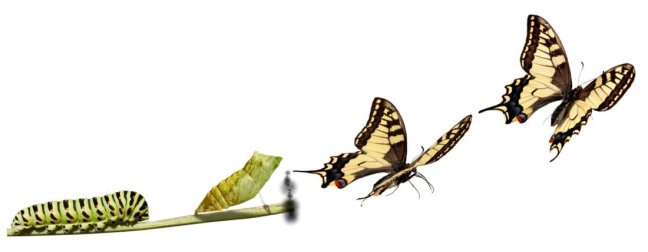 Résultat d’images pour métamorphose papillon dessin